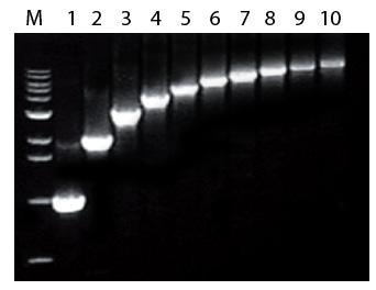 Line 1: 100 ng Line 2: 10 ng Line 3: 1 ng Line 4: 100 pg Line 5: 10 pg Line 6: Template negative M: 100 bp DNA Ladder (Bioneer, Cat. no. D-1030) Figure 2.