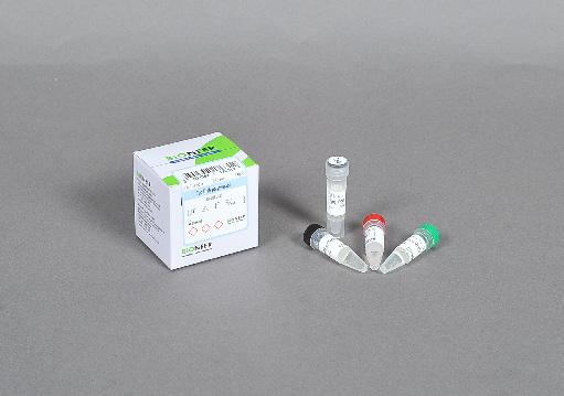 Taq DNA Polymerase Versatile DNA Polymerase for Everyday Routine PCR Reagents Supplied 10X Reaction buffer (ph 9.0): Tris-HCl, KCl, etc. 1X Dilution buffer (ph 8.