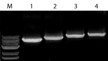 Taq DNA Polymerase Experimental Data Figure 1. Using 1 unit of Taq DNA Polymerase, the activity of the polymerase was tested on human genomic DNA (A), lambda genomic DNA (B) as template.