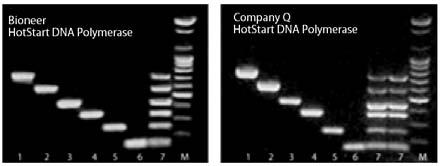 HotStart DNA Polymerase Experimental Data Figure 1. Multiplex PCR comparison of genomic DNA using 6 sets of primers and 2 different DNA polymerases.