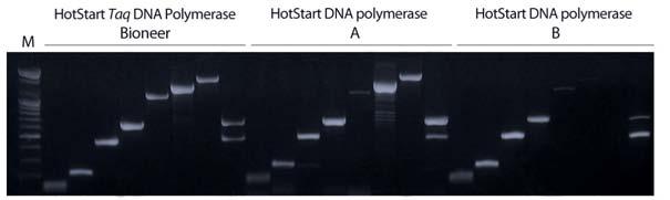 HotStart Taq DNA Polymerase Figure 2. Performance comparison between HotStart Taq Polymerase and other supplier. M: 100 bp DNA Ladder (Bioneer, Cat. no.