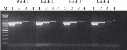 Each 10 9 copies ~ 10 3 copies of PSTVd (Potato Spindle Tber Viroid) used for RT- PCR and the same volume of each RT-PCR product was used for electrophoresis.