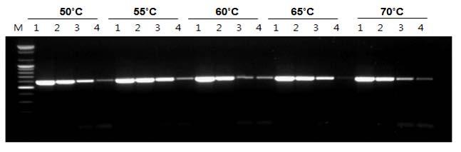 AccuPower RocketScript RT PreMix, RNase H Minus NEW Figure 2. High synthesis rate at 50 C using Bioneer AccuPower RocketScript TM RT PreMix, RNase H Minus.