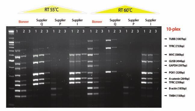 AccuPower RocketPlex RT-PCR PreMix Figure 2. Comparison of amplification quality between AccuPower RocketPlex RT-PCR PreMix and other suppliers RT-PCR kit.
