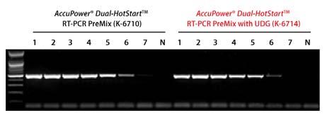 AccuPower Dual-HotStart TM RT-PCR PreMix (with UDG) Experimental Data RNA template (not including uracil base) RNA template (including uracil base) Figure 4.