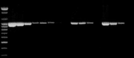 Specifications Enzyme: Top DNA polymerase 5 to 3 exonuclease activity: No 3 to 5 exonuclease activity: No 3 - A overhang: Yes Fragment size: Up to ~ 10 kb Description AccuPower PCR PreMix is a