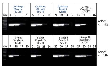 CycleScript Reverse Transcriptase Experimental Data Figure 1. Comparison of transferrin receptor gene amplification with different reverse transcriptases.