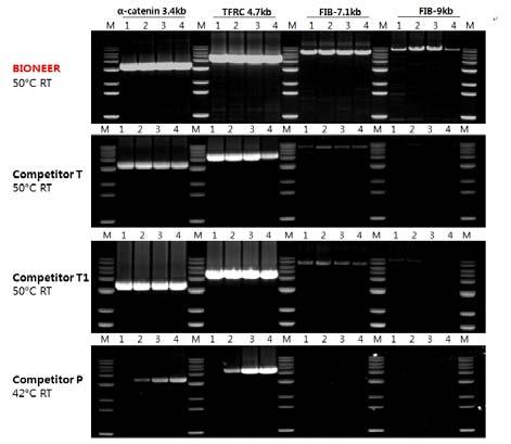 RocketScript Reverse Transcriptase, RNase H Minus NEW Experimental Data Figure 1. Performance of the transcriptor first strand cdna synthesis kit in two-step RT-PCR.