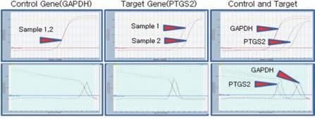 Amplification of an 90 bp target gene was detected using serially diluted LP (Legionella Pneumoniae) genomic DNA (10 n dilution: 10 5 ~10 copies) with AccuPower 2X GreenStar TM qpcr Master Mix.