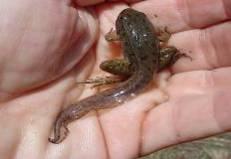 representation by all local amphibian populations on WRP restored