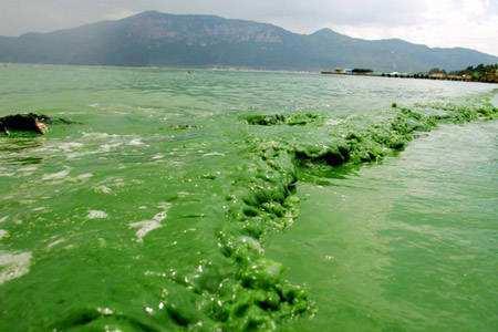 Eutrophication Potential The release of nutrients (phosphorus, nitrogen, BOD) to the aquatic and the terrestrial environment which