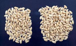 15 Increased yield in rice Project goal Develop & commercialize hybrid rice seeds that offer
