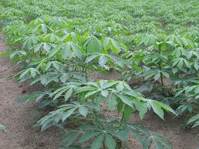 Yields Cassava