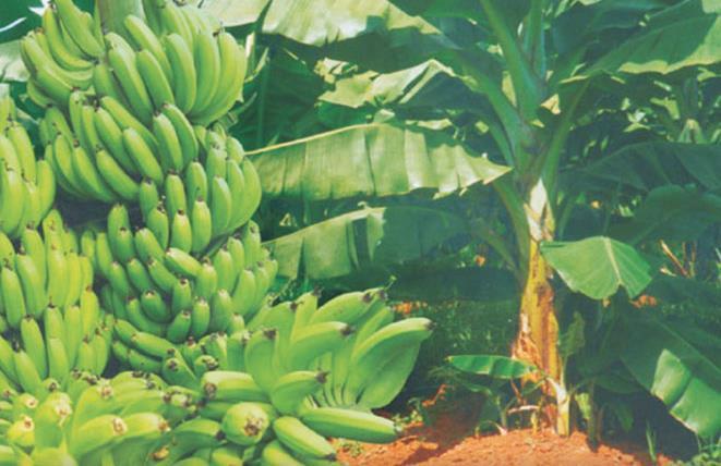million in Uganda Technology Banana varieties with