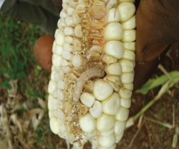 borers reduce maize yields (Kenya upto USD90M)