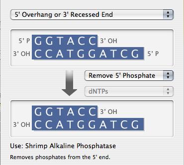 T4 polynucleotide kinase An enzyme that adds phosphate groups to the 5 - OH ends of DNA molecules.