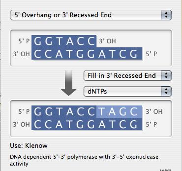 DNA Polymerase An enzymes that synthesize new polynucleotides complementary to an existing DNA. Requires a primer in order to initiate the synthesis of a new polynucleotide. E.