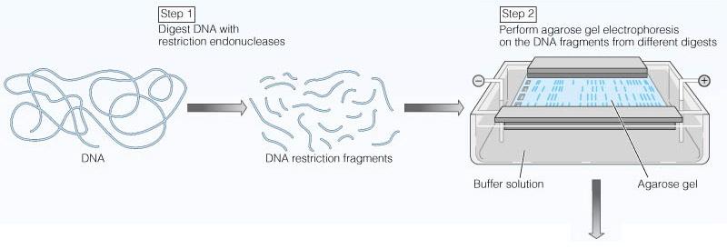 Restriction (Site-Specific Endonuclease) that recognize and cleave dsdna in a highly sequence