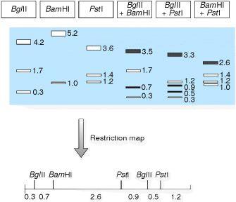 Restriction (Site-Specific Endonuclease) Generation of Restriction map.