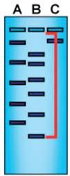 EDVO-Kit 112/AP09 RESTRICTION ENZYME ANALYSIS OF OF DNA Module III: Size Determination of DNA Restriction Fragments Agarose gel electrophoresis separates cut DNA into discrete bands, each comprising