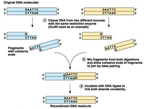 BIOTECHNOLOGY: Gel Electrophoresis Group Members: Lab Station: Restriction Enzyme Analysis Standard: AP Big Idea #3, SB2 How can we use genetic information to identify and profile individuals?