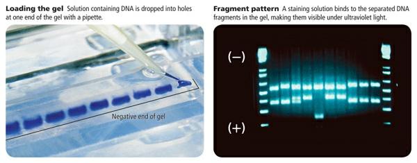 A restriction enzyme, also called an endonuclease (en doh NEW klee ayz), cuts the viral DNA into fragments after it enters the bacteria.
