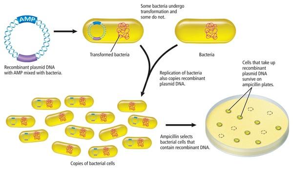 Reading Check Relate restriction enzymes to recombinant DNA. Gene cloning To make a large quantity of recombinant plasmid DNA, bacterial cells are mixed with recombinant plasmid DNA.