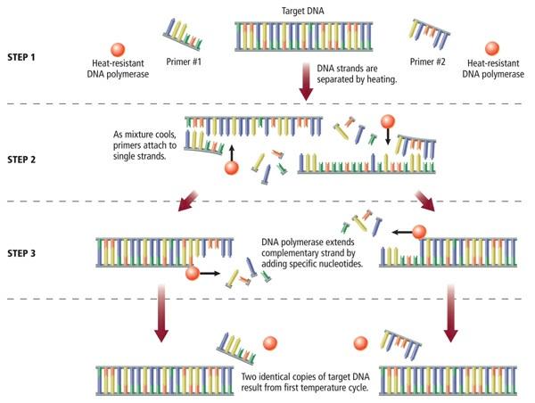 fragment. PCR is extremely sensitive and can detect a single DNA molecule in a sample.