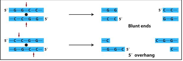 Type II Restriction Endonucleases Can cleave to leave overhanging ends or blunt ends (