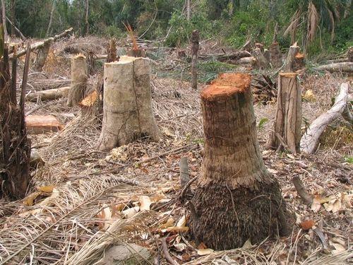 Impact of Deforestation Objective: Describe the impact deforestation has on