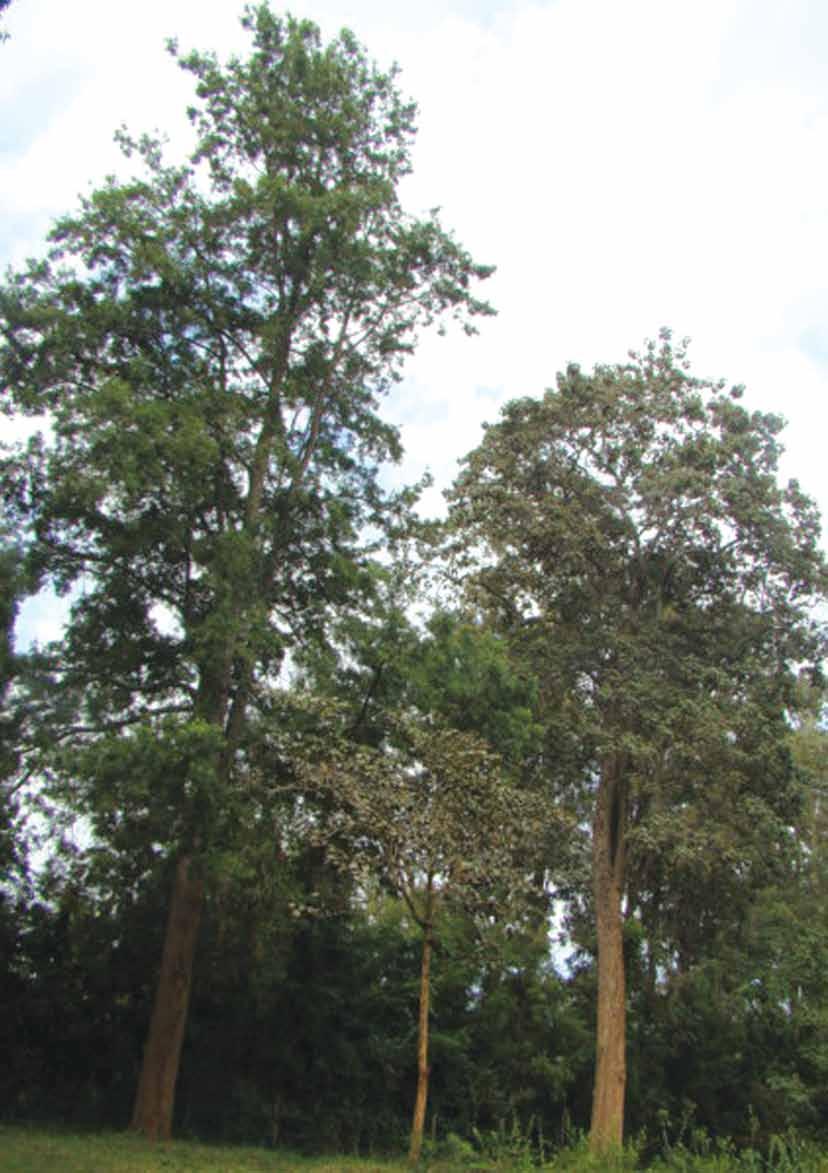 NATURAL FOREST MANAGEMENT