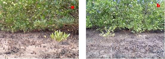 apiculata are common within the restoration site. These two species are expected to dominate the future community structure of mangrove within the restoration site.