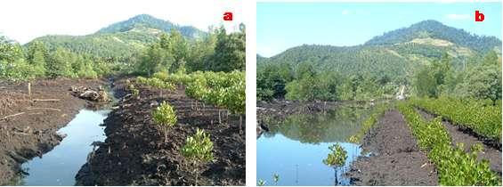 Figure 6. Fast growing of replanted young trees of C. tagal; (a) condition on October 2006, (b) condition on April 2007. In the first stage of the project, a number of seedlings and young trees of R.