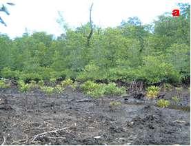 These replanted seedlings grow relatively slow along the tidal channel and on ascended channel (Figure 7a,b). But, about half of them died on accreted mangrove area.