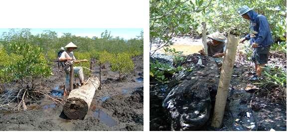 The process of new establishment in the site may be influencing by the presence of free moving mangrove logs.