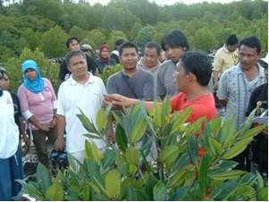 Mangrove training and education On August 3 to 5, 2007 a mangrove training was undertaken at the Coastal Community Centre Daseng Lolaro, Tiwoho.