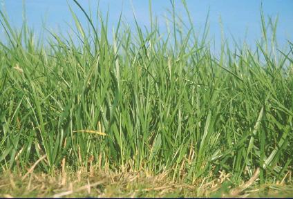 Fescue Forage Growth Rate Tall Fescue Perennial