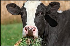 Manage Grazing Manage Grazing New seedlings should only be grazed when they are able to