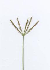 3 Perennial Warm-Season Grasses Bermudagrass Cool