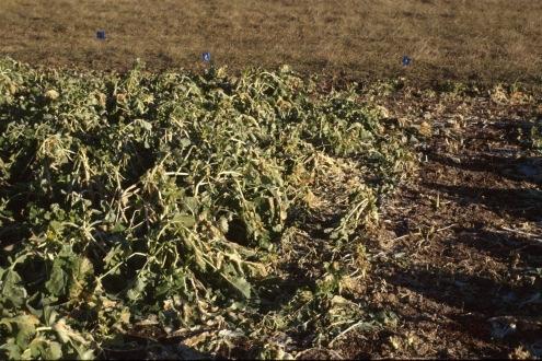 Still a Problem Brassica Forages 350
