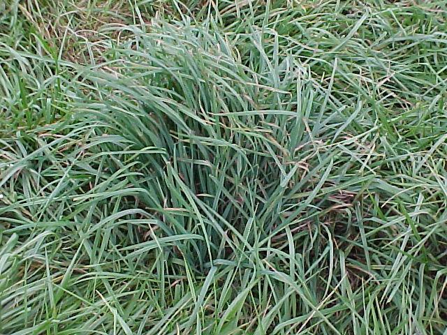 hay nutrient removal Increase dependence on