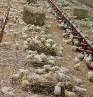 Composition of chicken litter Chicken litter consists of manure and bedding material at a ratio of about 55:45. The material is usually quite dry (20-26% moisture) and can be spread easily.