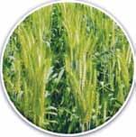 7 q/ha Maturity: 141 days Suitable for irrigated timely sown conditions Adaptation: Punjab, Haryana, Delhi, Rajasthan (excluding Kota and Udaipur division),