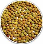 Lentil: Pusa Ageti Masoor (Pure line variety) Iron 65.0 ppm Contains 65.0 ppm iron as compared to 55.0 ppm iron in popular varieties Grain yield: 13.