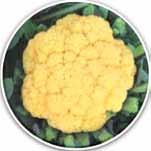 Cauliflower: Pusa Beta Kesari 1 (Pure line variety) β-carotene 8.0-10.0 ppm Country s first biofortified cauliflower Contains high β-carotene (8.0-10.0 ppm) in comparison to negligible β-carotene content in popular varieties Curd yield: 40.