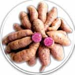 Sweet Potato: Bhu Krishna (Pure line variety) Anthocyanin 90.0 mg/100g High anthocyanin (90.