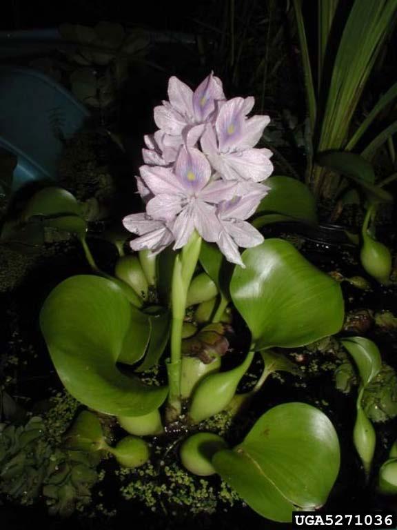 Water Hyacinth Although beautiful, can form dense mats and