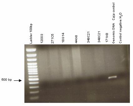 Results 94 Figure 5.3.1.2 PCR with primer MOG.