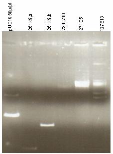 Methods 41 Figure 4.4: Quantitative staining of DNA an agarose gel containing ethidium bromide. Image of a 1 % agarose gel stained with 20 mg/ml ethidium bromide.
