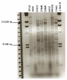 Methods 42 Figure 4.5: Fragments obtained by restriction digestion separated by agarose gel electrophoresis.